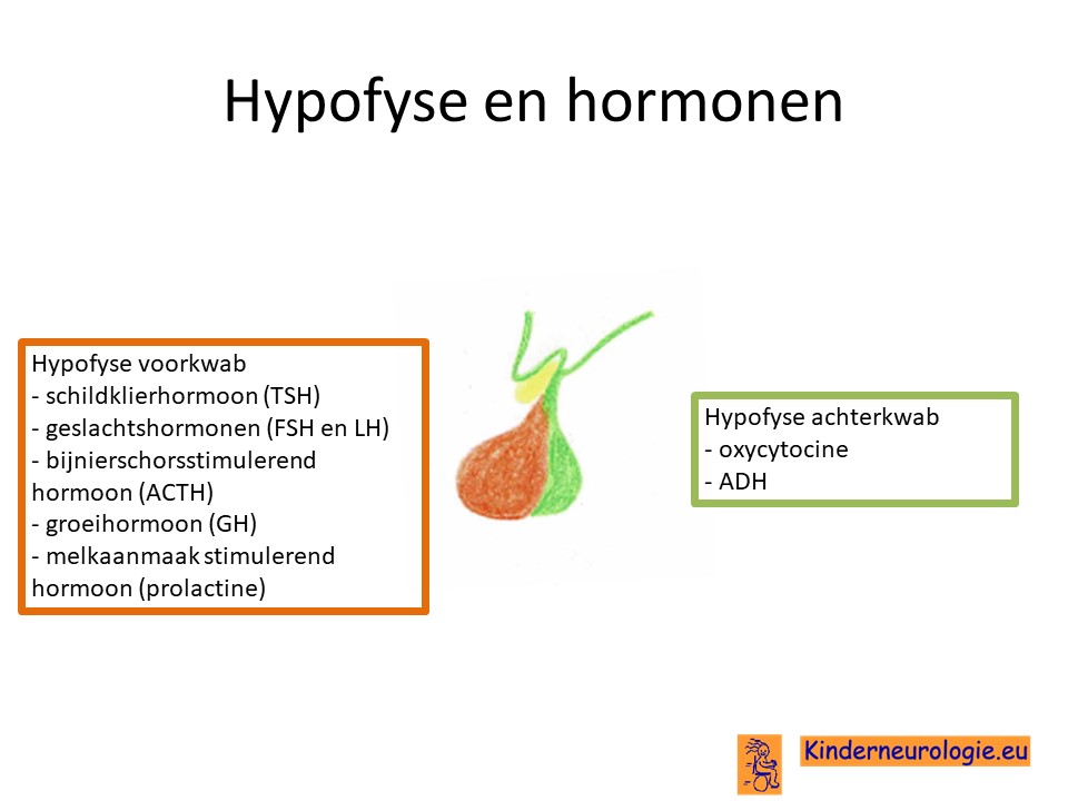 hypofyse en hormonen